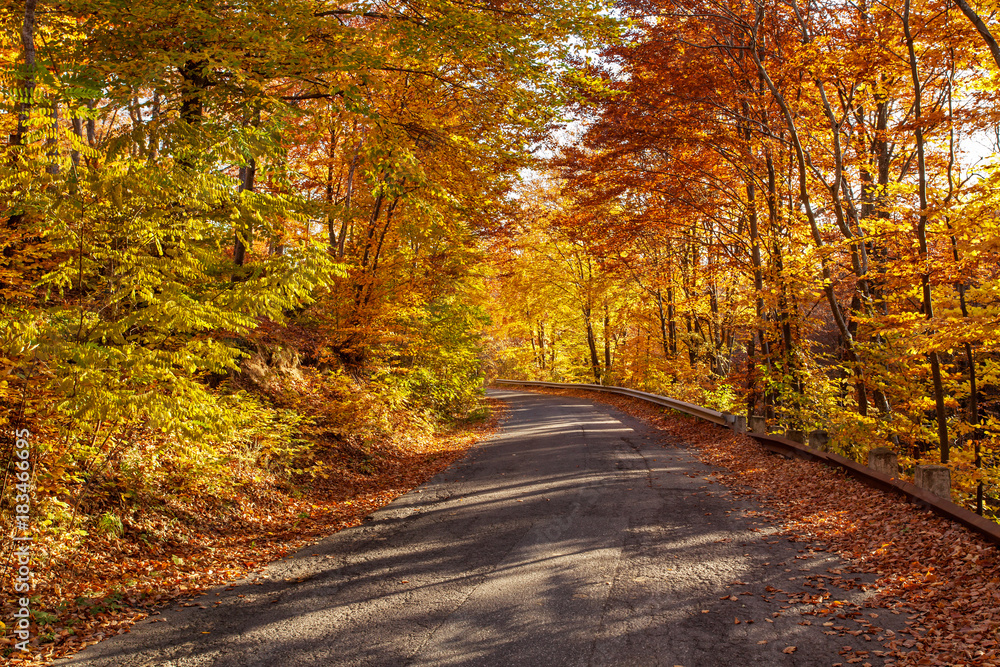 Obraz premium Road in autumn forest in bright sunlight
