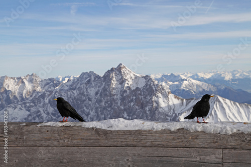 black bird zugspitze alps mountain snow ski in winter blue sky landscape garmisch germany