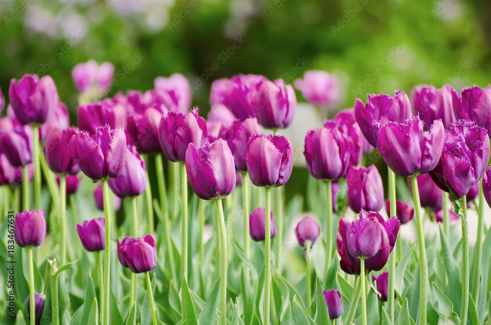 Spring meadow with violet tulip flowers, floral natural seasonal easter background with copy space Spring meadow with violet tulip flowers, floral natural seasonal easter background with copy space