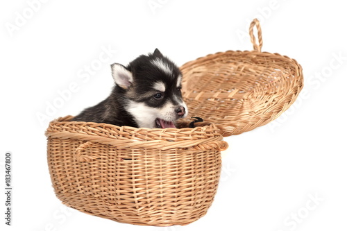 Funny Small Husky Puppy Doze In The Basket White Isolated © Alex