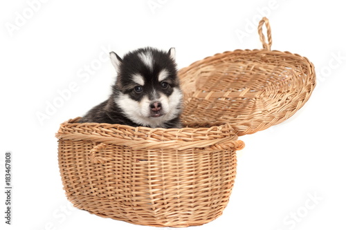 Funny Small Husky Puppy Doze In The Basket White Isolated © Alex