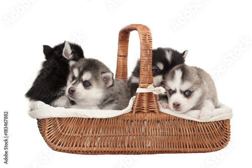 Happy Small Four Husky Puppy In The Basket White Isolated