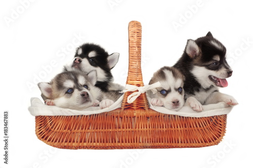 Happy Small Four Husky Puppy In The Basket White Isolated © Alex