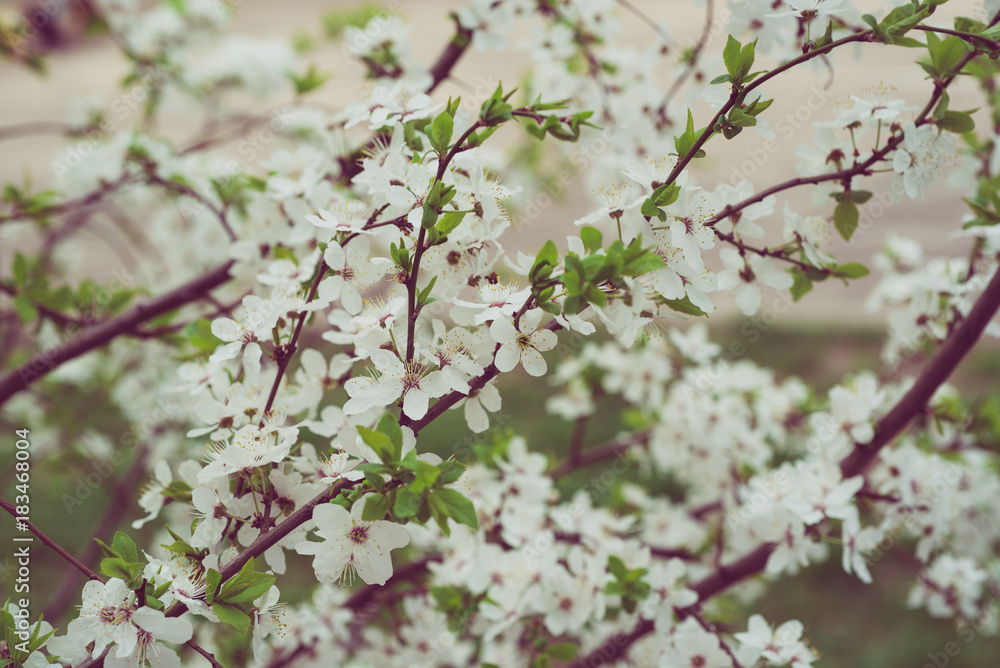 Blossoming of cherry flowers in spring time, natural seasonal floral background Blossoming of cherry flowers in spring time, natural seasonal floral background