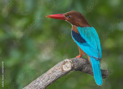 Beautiful bird in nature Halcyon smyrnensis (White-throated Kingfisher) photo