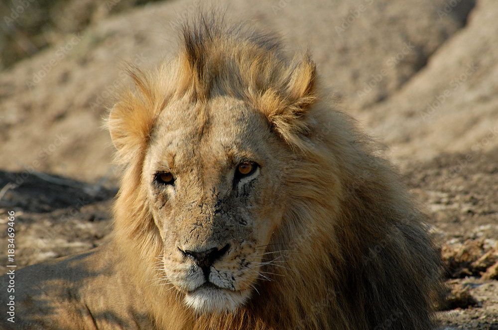 Fototapeta premium Botswana Moremi 1986 Lion Löwe Africa Afrika 