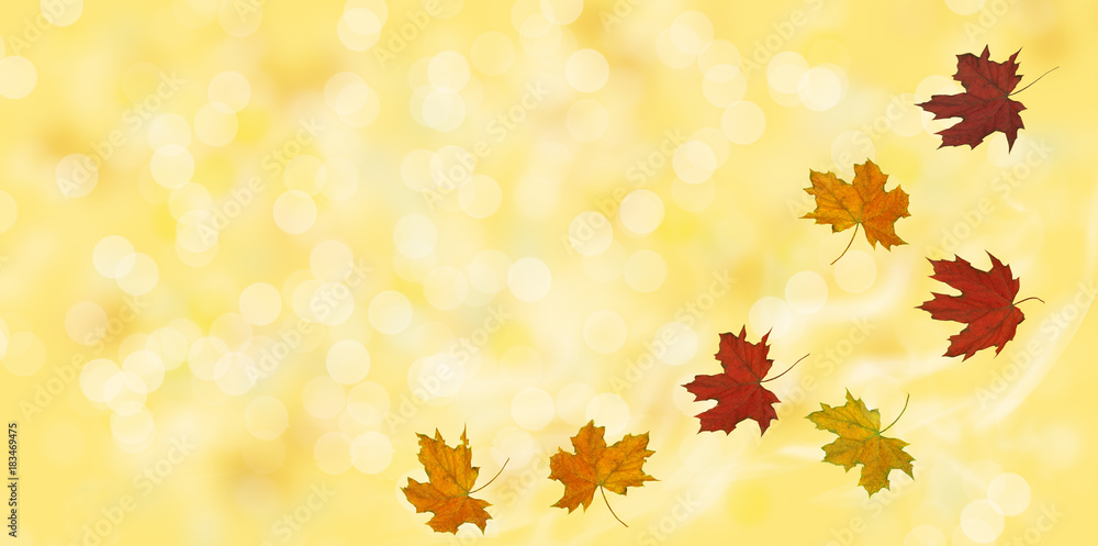 Obraz premium Autumn background with maple leaves
