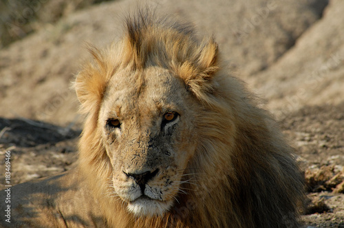 Botswana Moremi 1986 Lion Löwe Africa Afrika 