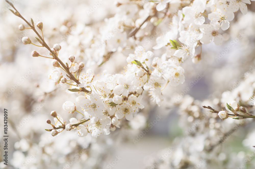 Blossoming of the apricot tree in spring time with white beautiful flowers. Macro image with copy space. Natural seasonal background. Blossoming of the apricot tree in spring time with white beautiful flowers. Macro image with copy space. Natural seasonal background.