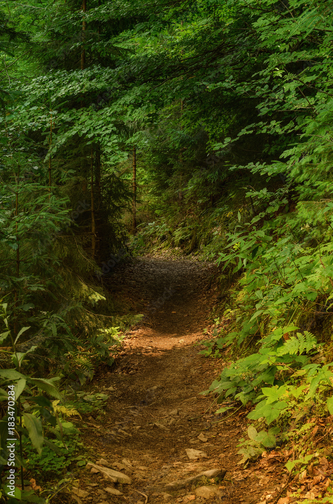 Summer green forest with path, natural outdoor seasonal background. Summer green forest with path, natural outdoor seasonal background.