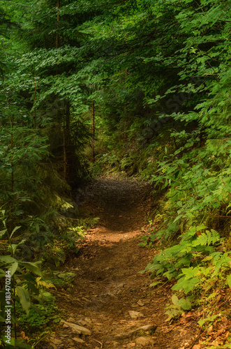 Summer green forest with path, natural outdoor seasonal background.