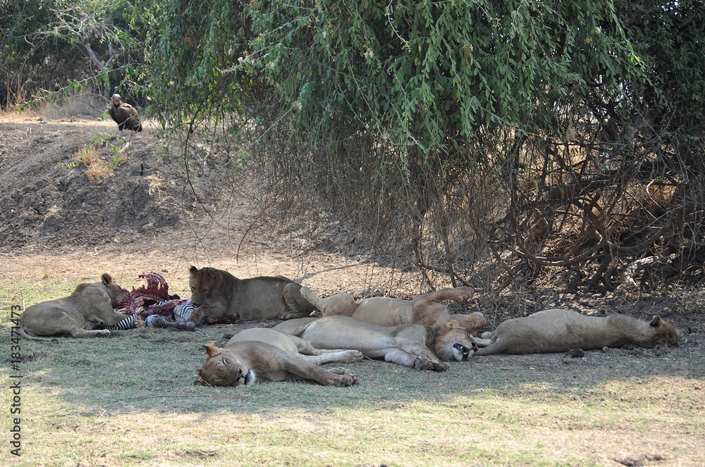 Sambia Lower Sambesi 2010 Lion Löwe Africa Afrika Sambia Lower Sambesi 2010 Lion Löwe Africa Afrika