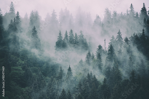 Misty landscape with fir forest in hipster vintage retro style © Roxana