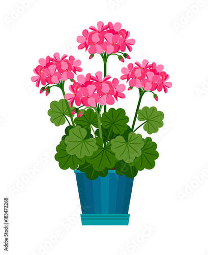 Geranium houseplant in flower pot photo