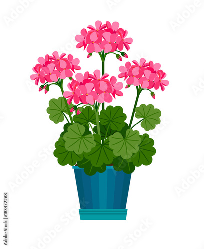 Geranium houseplant in flower pot