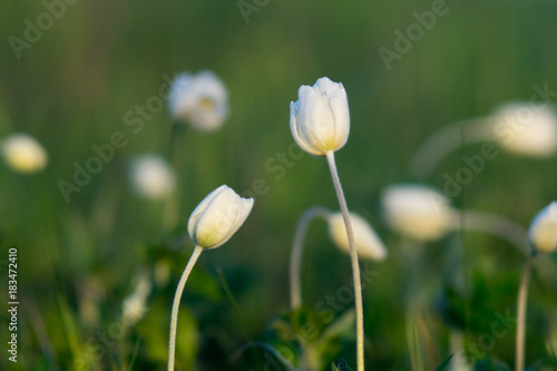 Field white flowers photo