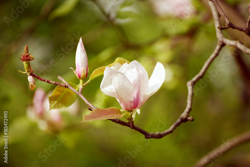 Blossoming of magnolia white flowers in spring time  retro vintage hipster image