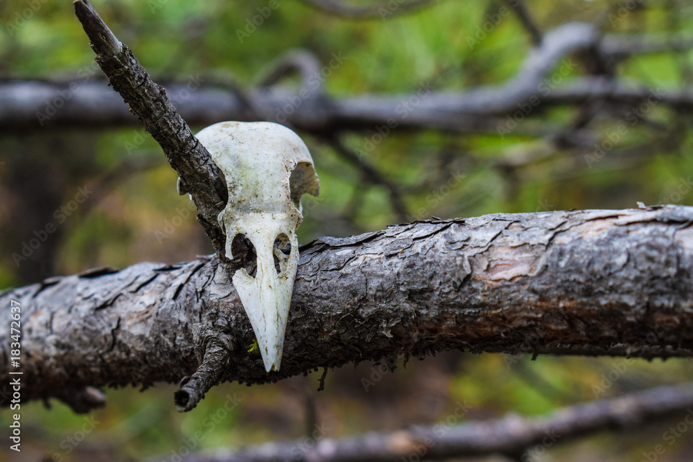 The crow skull hangs on a pine branch