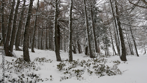Panorama invernale con la neve nel bosco di montagna © Paolo Goglio