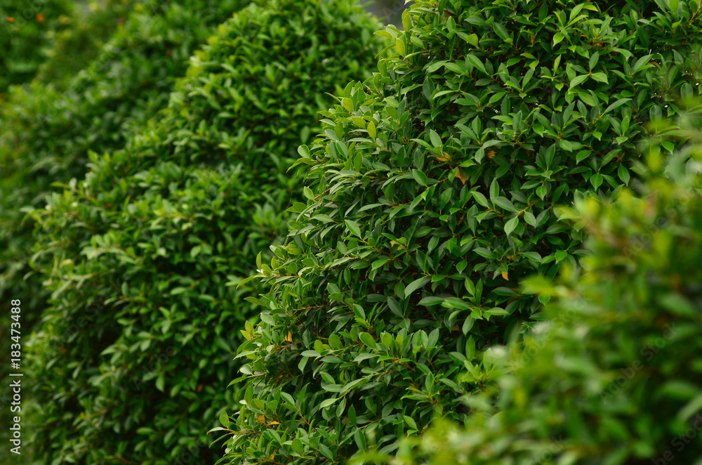leaves nature background leaves nature background