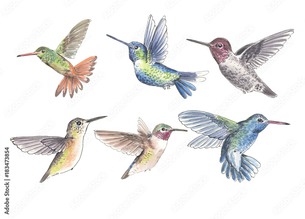 Set of 6 hummingbirds Set of 6 hummingbirds