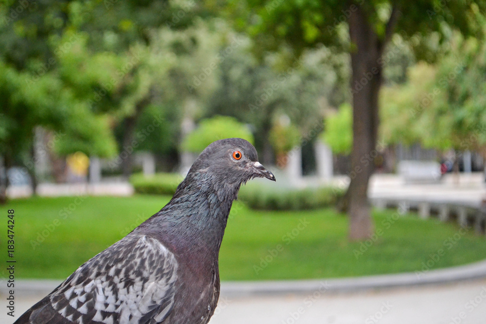 Obraz premium Grey pigeon in the city park
