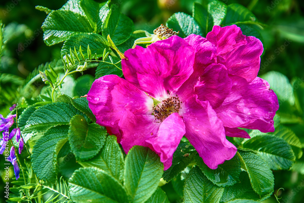 Naklejka premium wild pink roses