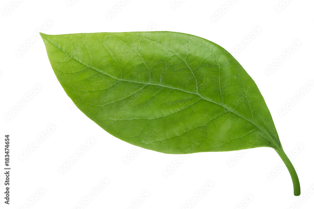Fototapeta premium green leaf of avocado