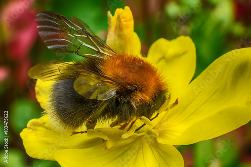 Bumblebee on the yellow flower