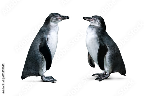 African penguins isolated