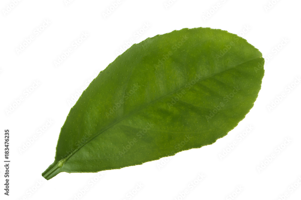 Fototapeta premium leaf of orange isolated