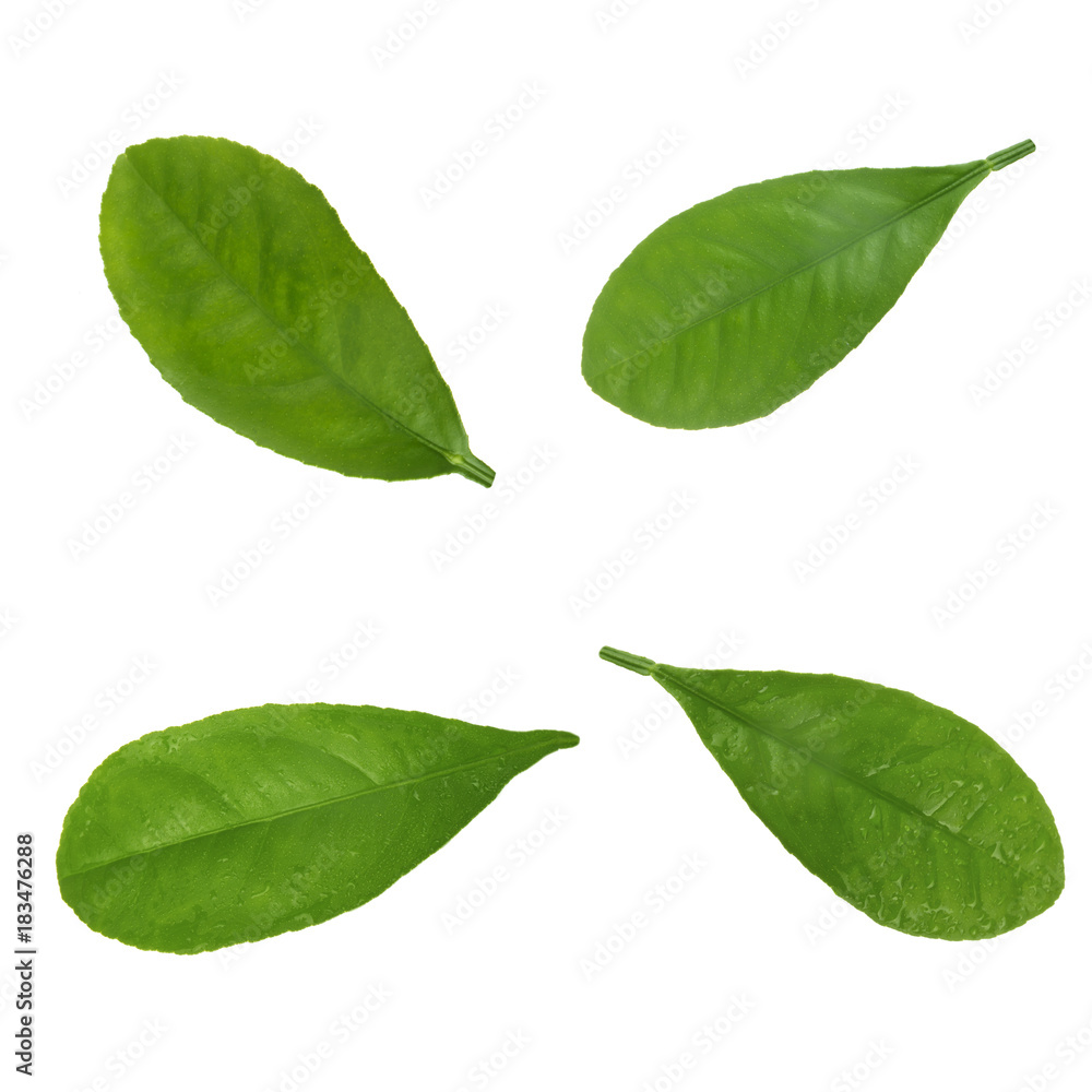 Fototapeta premium set of leaves of orange isolated