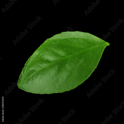 leaf of orange fruit isolated on black