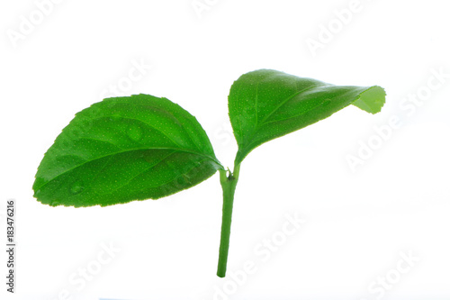 two leaves of orange isolated