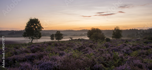 A misty morning at Mogshade in the New Forest.