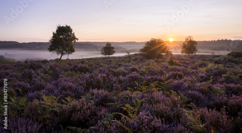 A misty morning at Mogshade in the New Forest.
