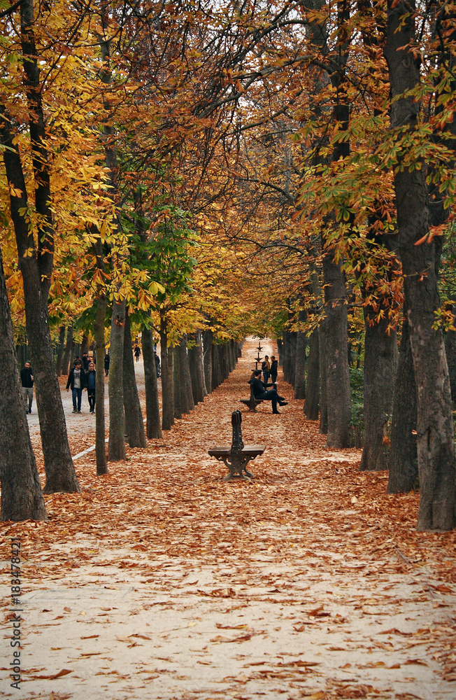 Fototapeta premium Park with autumnal colors, Madrid