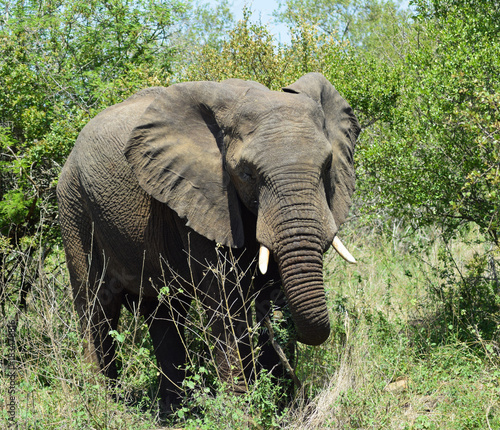 Elephant  Kruger Park South Africa