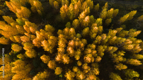 yellow autumn forest © Максим Буданов