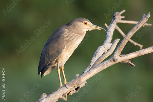 Young Heron