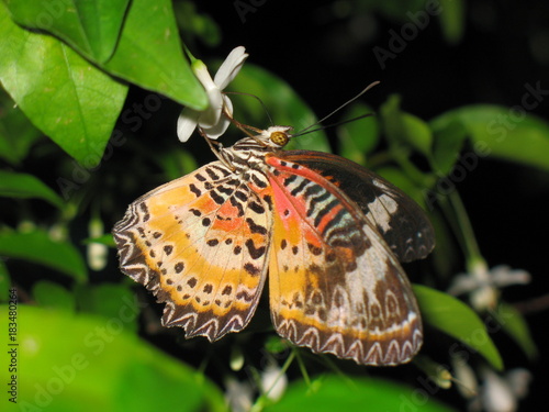 Orange Butterfly