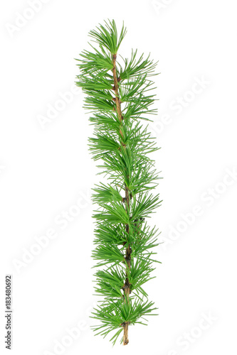 branch of fir isolated