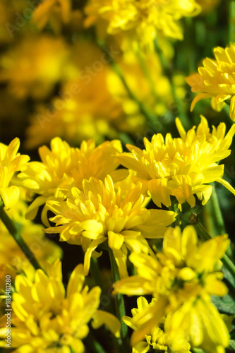 Marigold blossom in night background focusing on flower