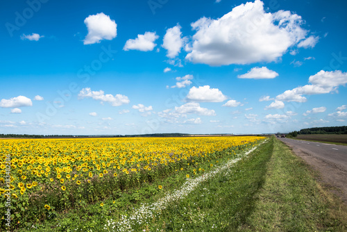 Fototapeta Naklejka Na Ścianę i Meble -  Summer landscape with a field of sunflowers