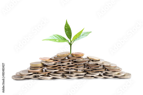 Young Plant Growing on pile of money from successful investment on isolated white background. Saving money and growing profit concept.