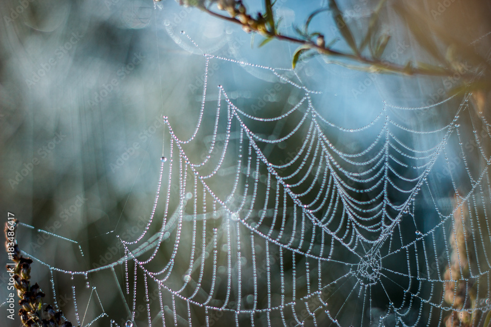 cobweb in the dew