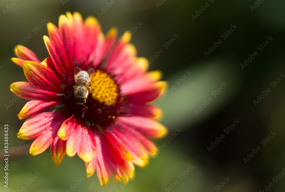 Red and yellow flower isolated close up photography. Macro photo details of a Red and yellow blooming plant. Red and yellow flower isolated close up photography. Macro photo details of a Red and yellow blooming plant.