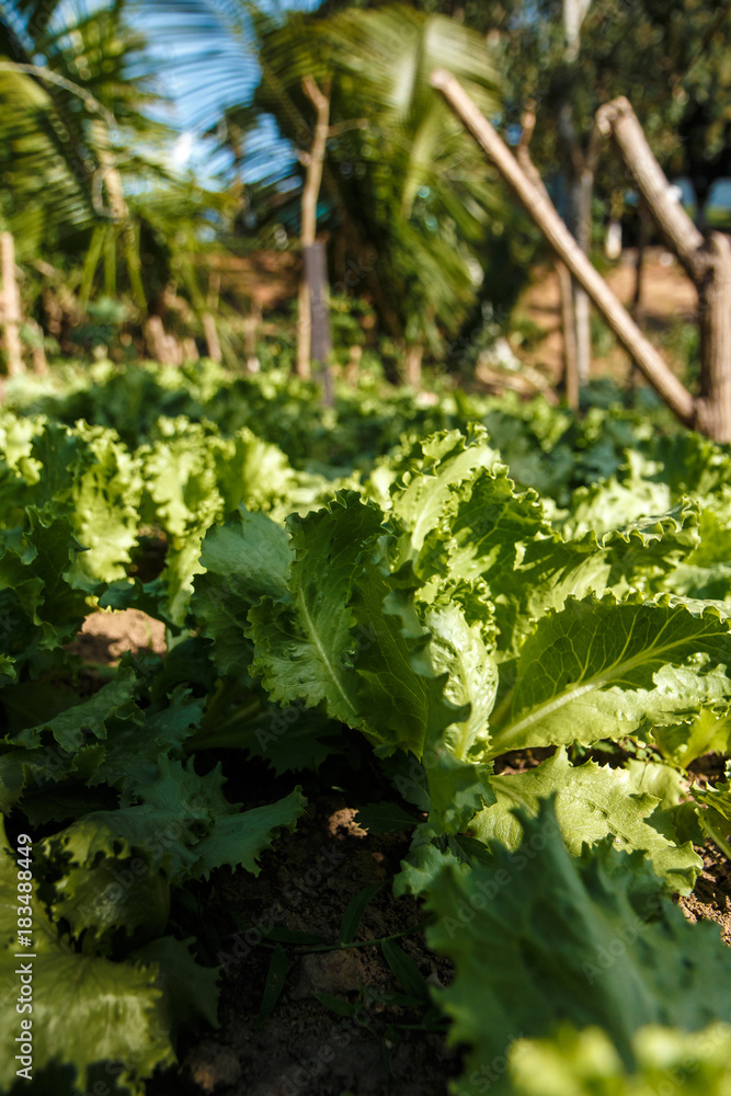 Organic Garden Organic Garden