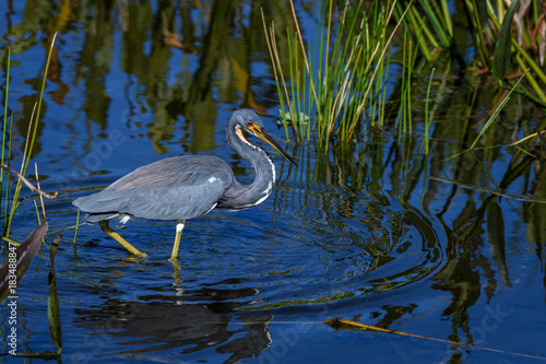 Tricolored heron (Egretta tricolor) fishing at Green Cay Wetlands, Boynton Beach, Florida