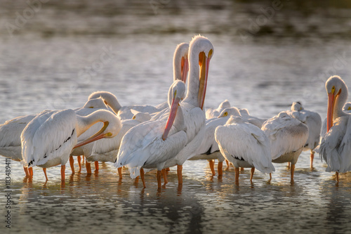 American white pelicans (Pelecanus erythrorhynchos) resting and preening after having just arrived at J. N. 